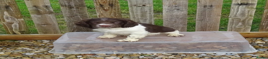 English Springer Spaniel Puppy 3