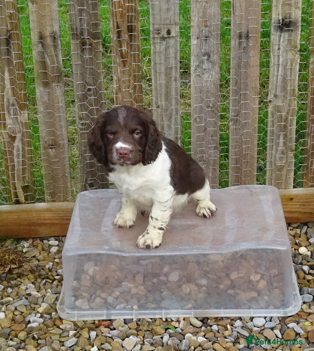 English Springer Spaniel dogs for sale: Gorgeous English Springer Spaniel Puppies  - Advert 28