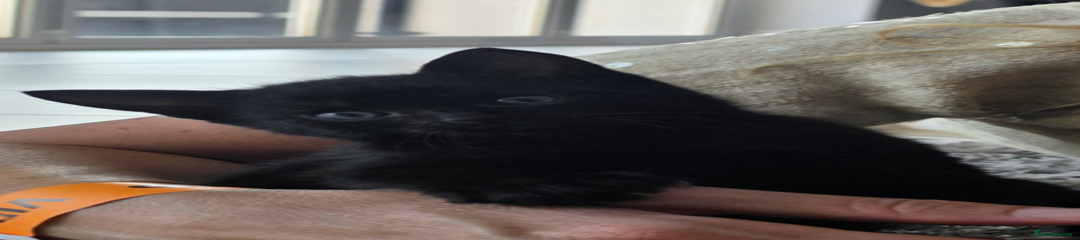 Kitten 2 - black