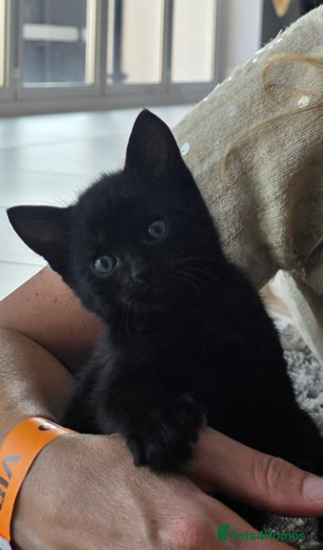 Domestic Shorthair cats for sale: 6 black and white Semi-Domestic kittens - Image 12