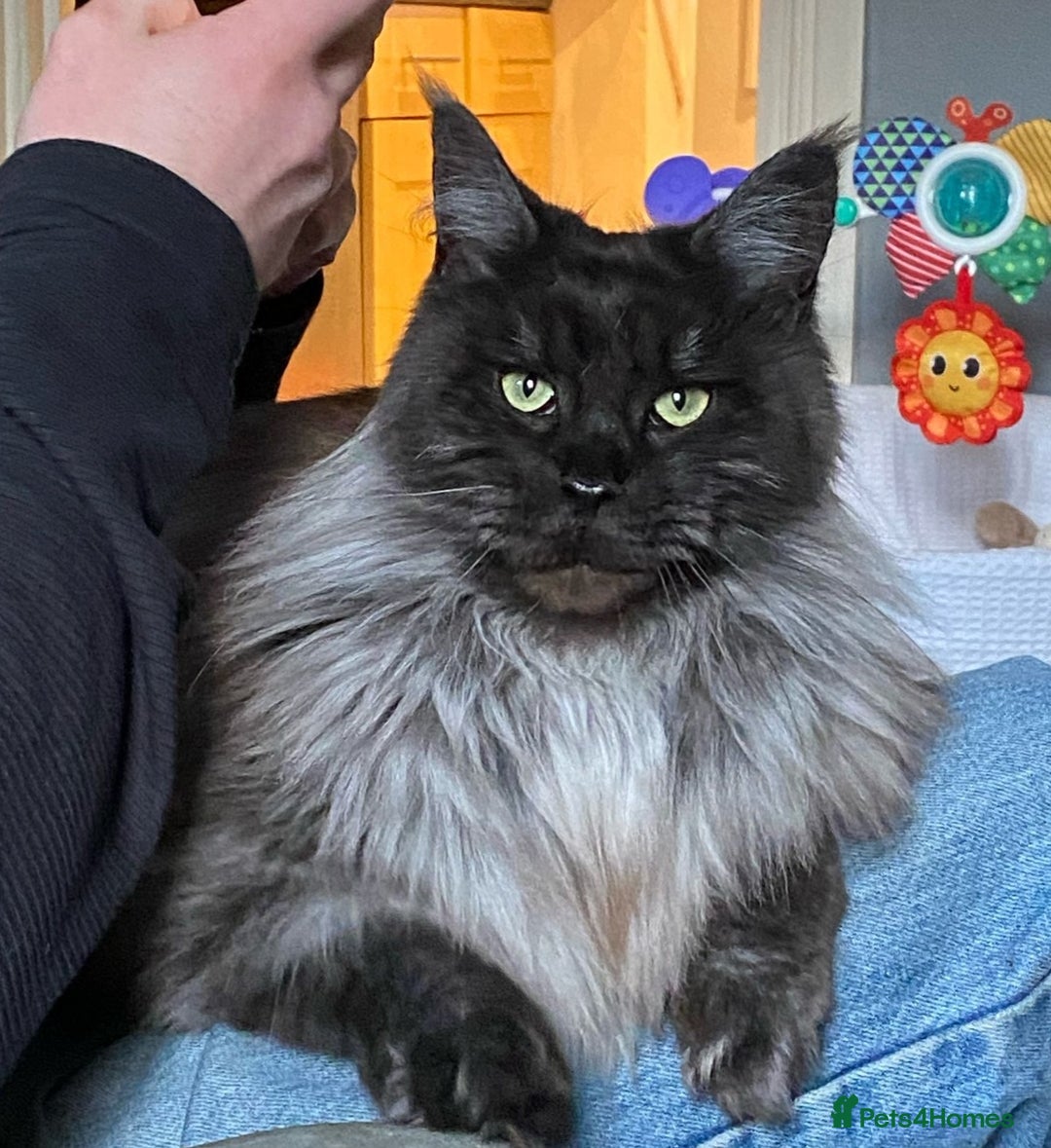 Maine Coon cats for sale: Stunning quality silver Tica Mainecoon kittens  - Advert 28