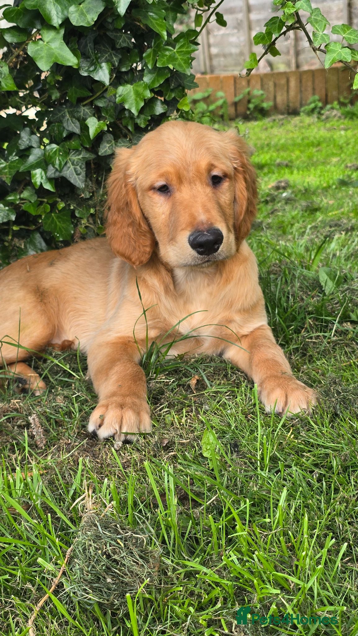 Golden Retriever dogs *Beautiful Dna clear, KC reg male puppy* - Advert 2