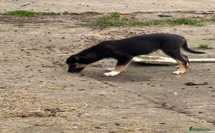 Border Collie dogs - Advert 6