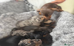 Miniature Dachshund dogs for sale: Minature dachound puppies  - Image 7