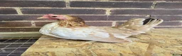 Chickens poultry for sale: Serama Pullets POL - Advert 4