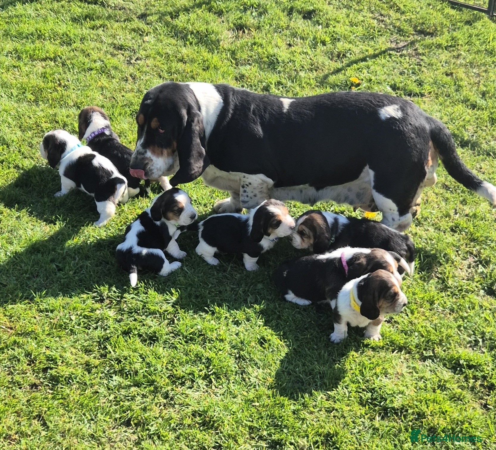 Basset Hound dogs KC BASSET HOUND PUPPIES, HEALTH TESTED PARENTS  - Advert 2