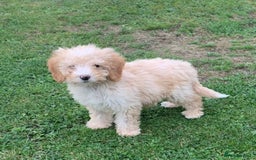 Cockapoo dogs for sale: Amazing cockapoo puppies  - Image 1