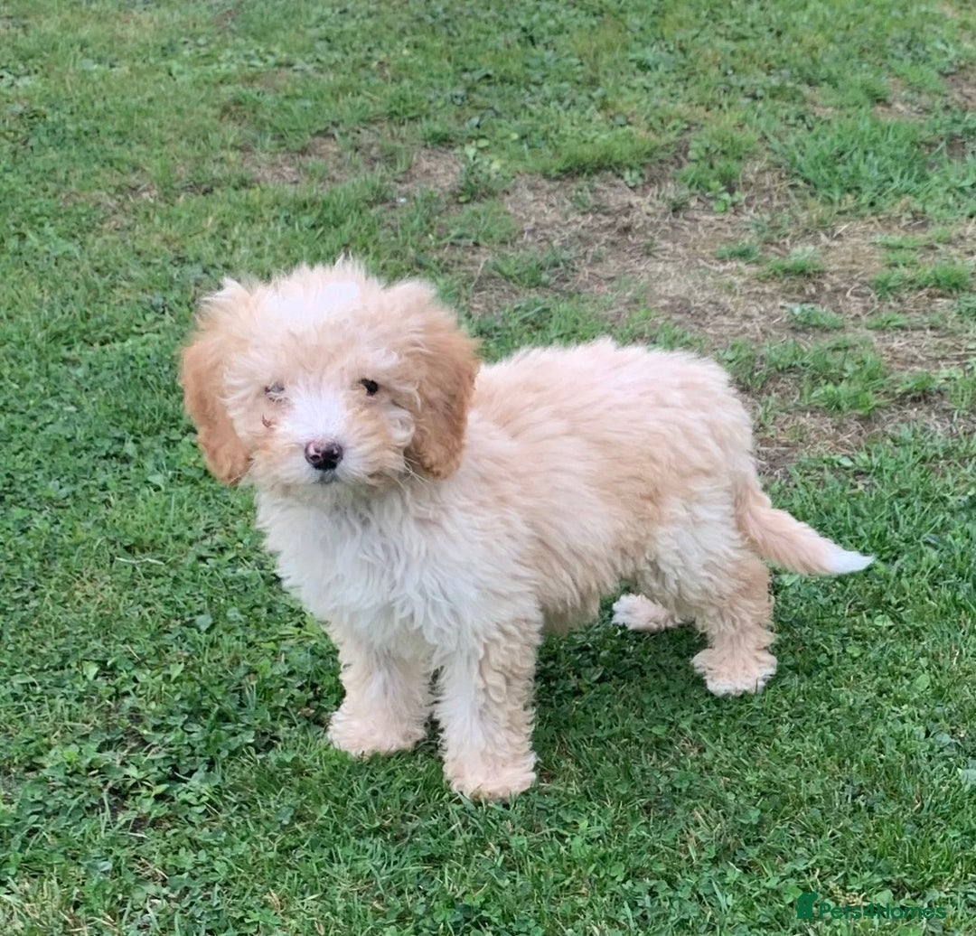 Cockapoo dogs for sale: Amazing cockapoo puppies  - Image 1