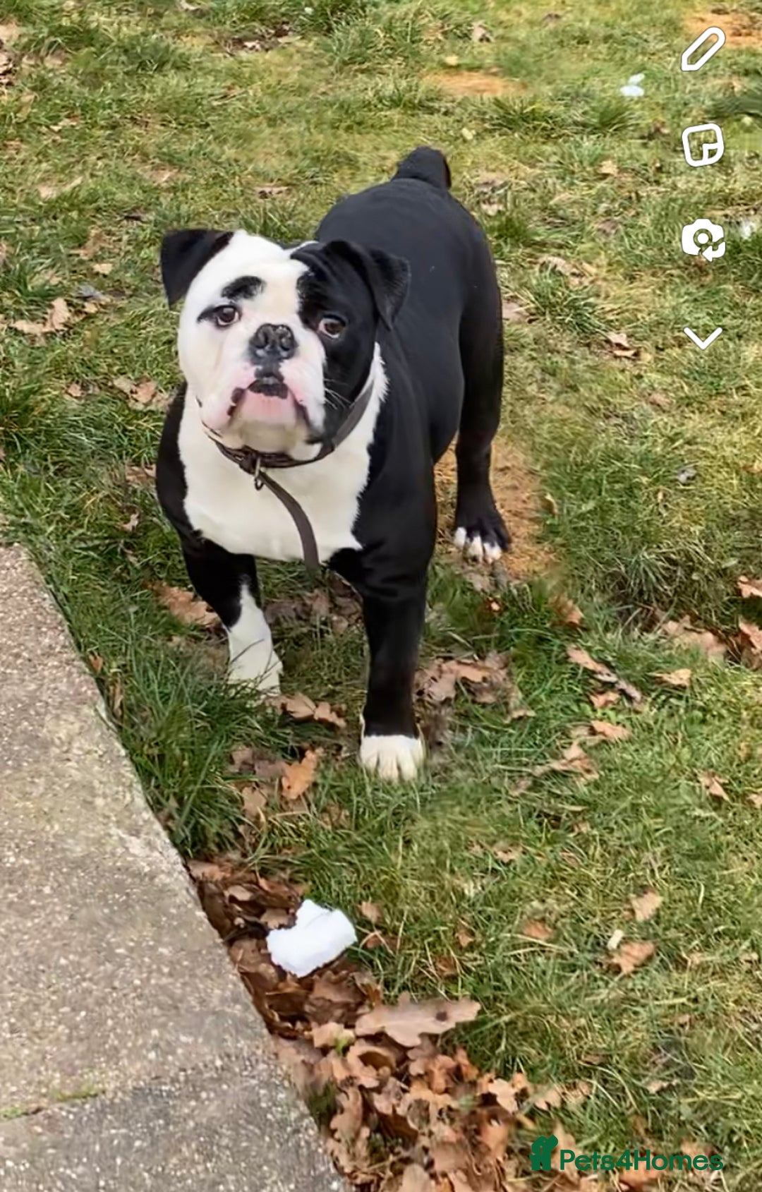 Olde English Bulldogge dogs for sale: Retired stud dog looking for his forever family - Advert 4