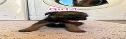 Border Terrier dogs for sale: Border terrier puppy’s  - Advert 4