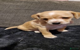 Chipoo dogs for sale: Poodle cross chihuahua puppies  - Advert 11