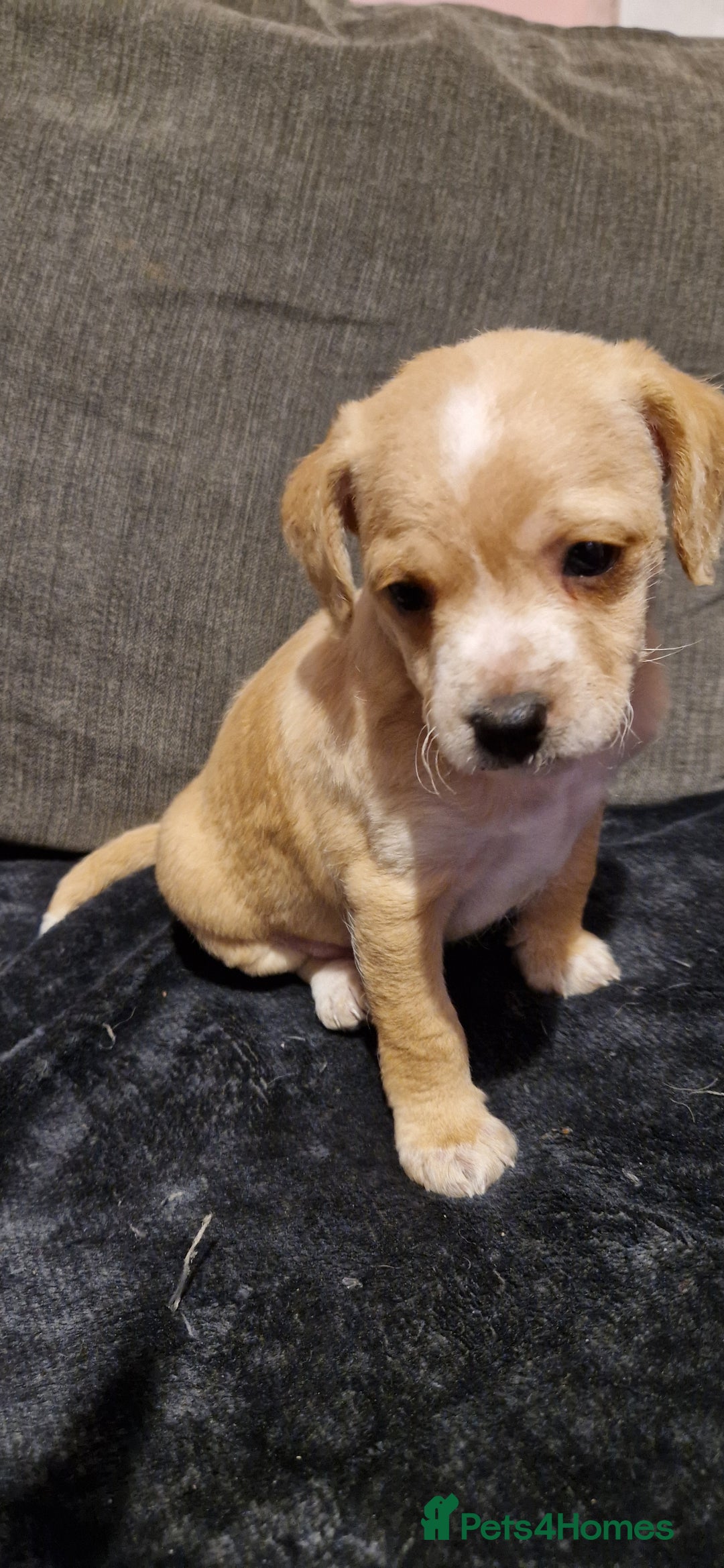 Chipoo dogs for sale: Poodle cross chihuahua puppies  - Advert 11