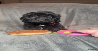 Cockapoo dogs - Advert 5