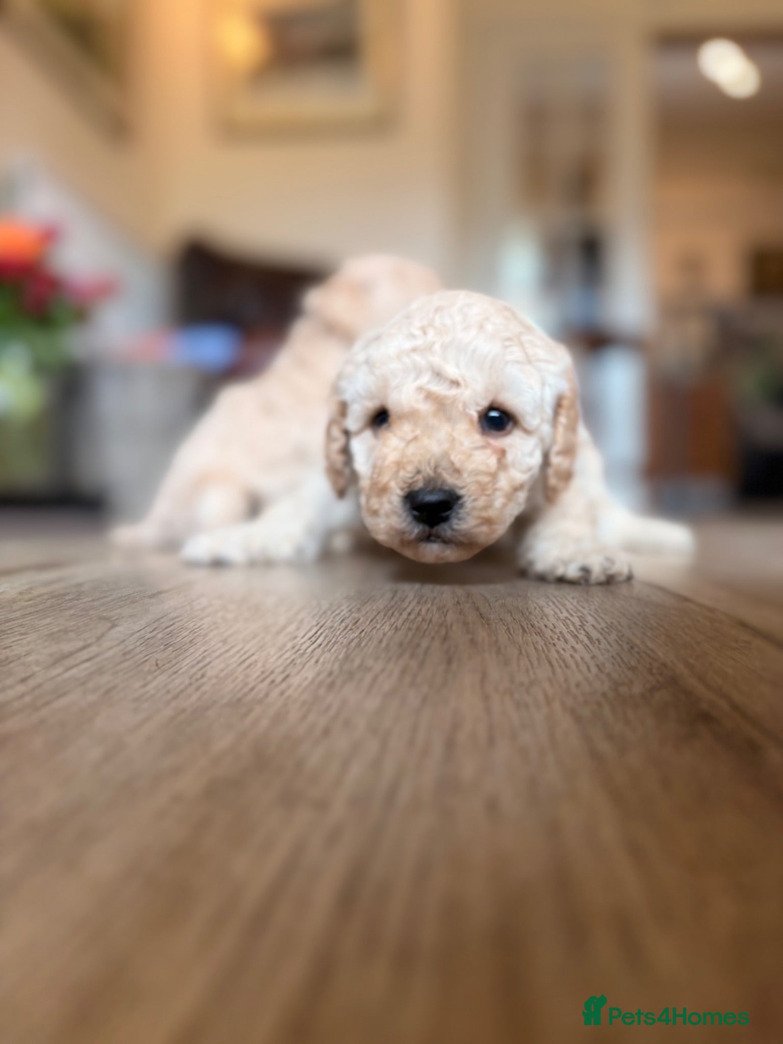 Toy Poodle dogs Stunning Toy Poodle Puppies - Aberdeenshire- £1250 - Advert 4