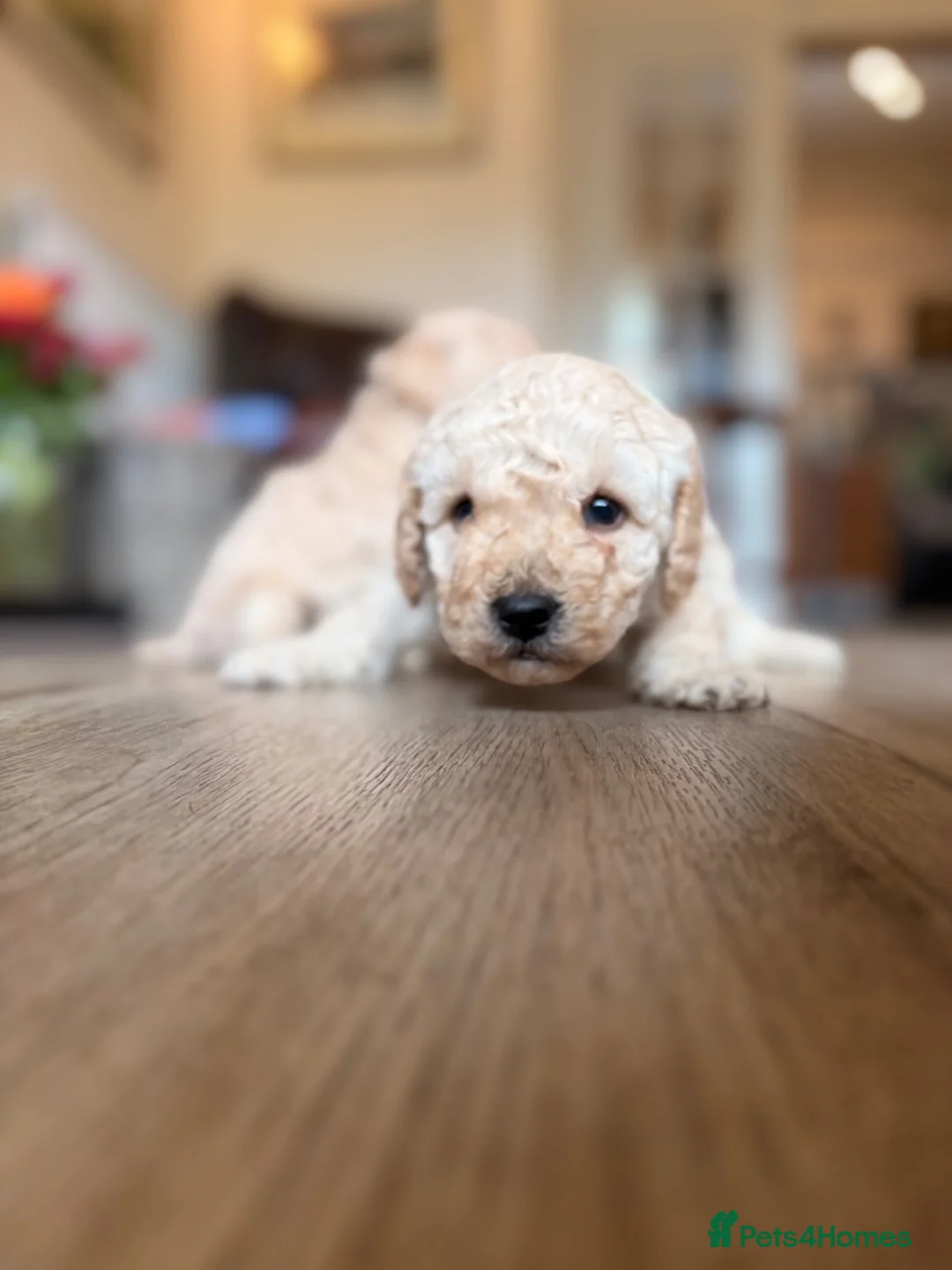 Toy Poodle dogs for sale: Stunning Toy Poodle Puppies - Aberdeenshire- £1250 - Advert 1