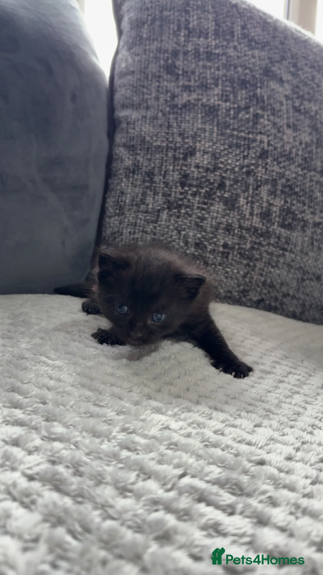 Mixed Breed cats for sale: BEAUTIFUL FLUFFY KITTENS *mixed breed*  - Advert 2