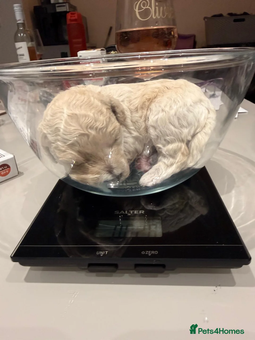 Cockapoo dogs for sale: F2b Cockapoo puppies for sale - Advert 2