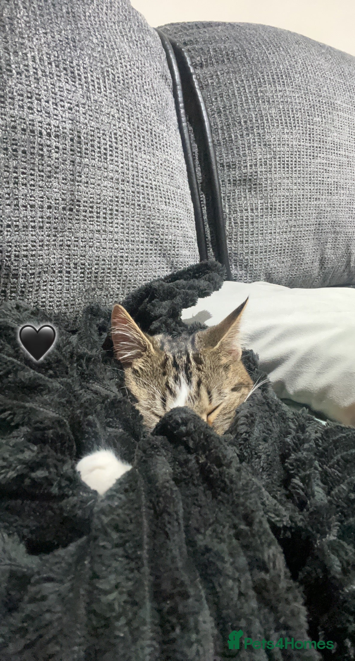 Domestic Shorthair cats Cute tabby cat in London - Advert 1