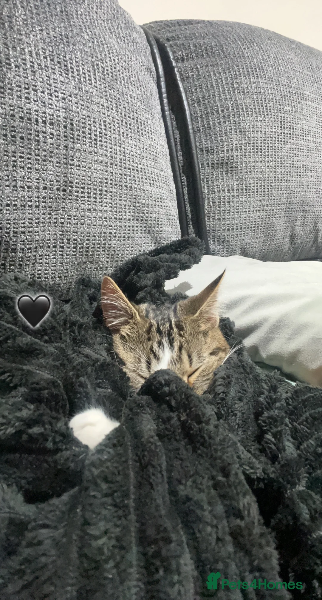 Domestic Shorthair cats for sale: Cute tabby cat in London - Advert 1