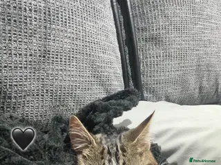 Domestic Shorthair cats Cute tabby cat in London - Advert 1