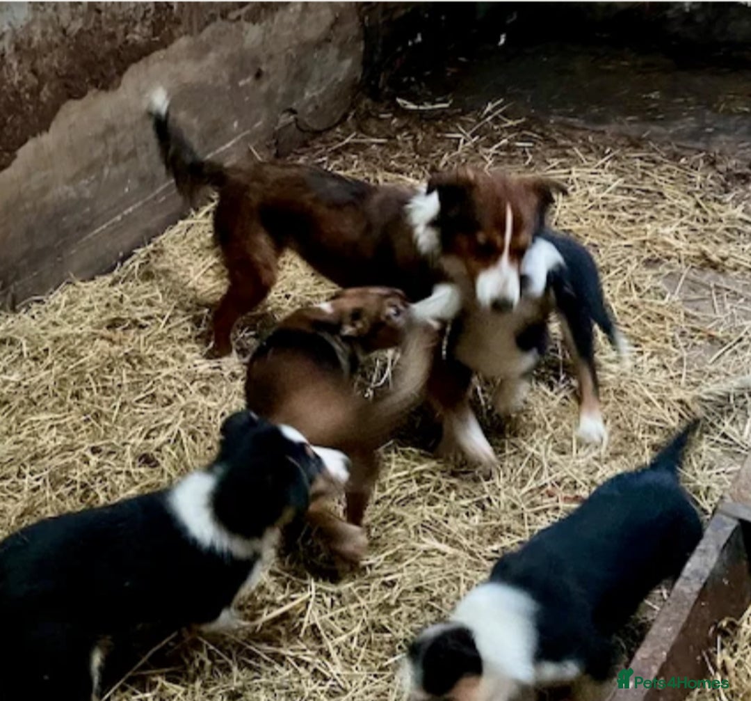 Border Collie dogs for sale: Last 2 girls left  - Advert 3