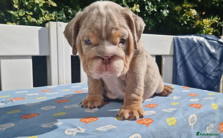 English Bulldog dogs - Advert 1