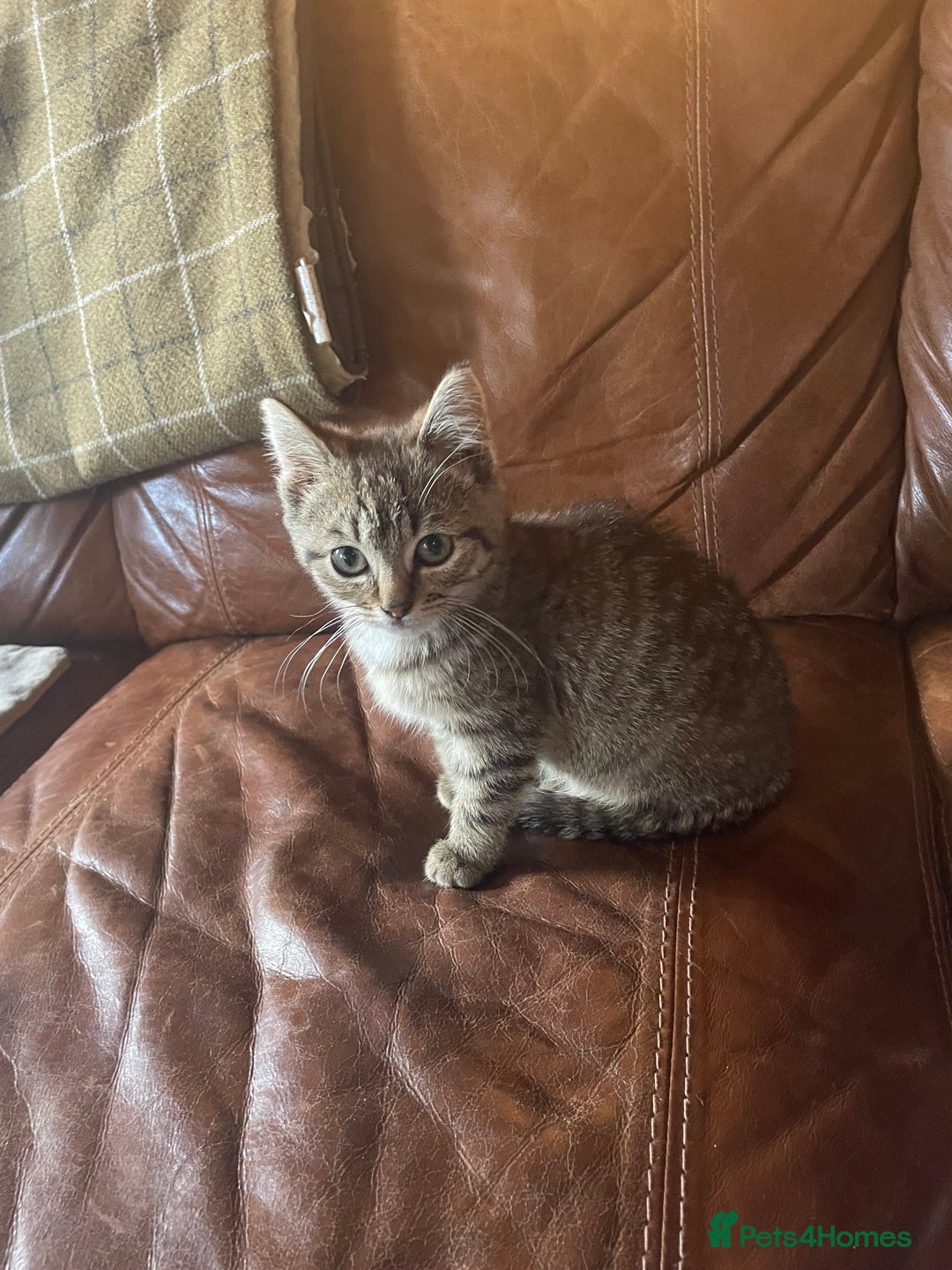British Shorthair cats for sale: *One Gorgeous Tabby Girl Left* - Image 2