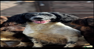 Sprocker dogs - Advert 7