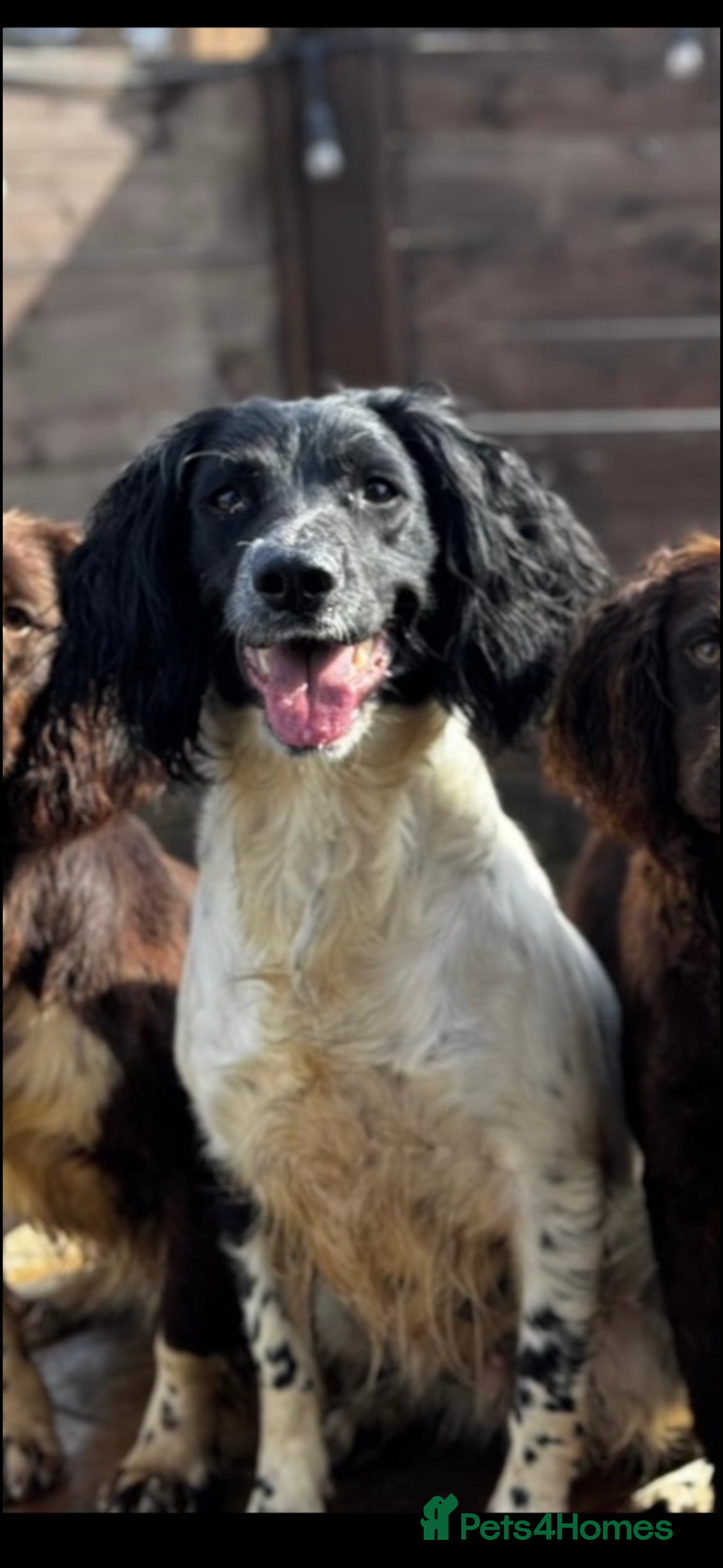 Sprocker dogs for sale: Adorable Sprocker Pups.. - Image 3