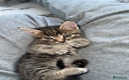 Domestic Shorthair cats for sale: Adorable tabby/bengal kittens to a good home - Image 38