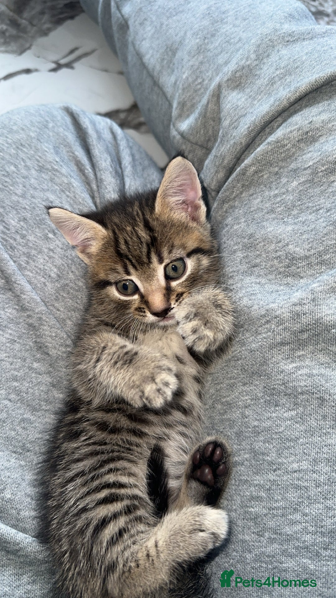 Domestic Shorthair cats for sale: Adorable tabby/bengal kittens to a good home - Image 38