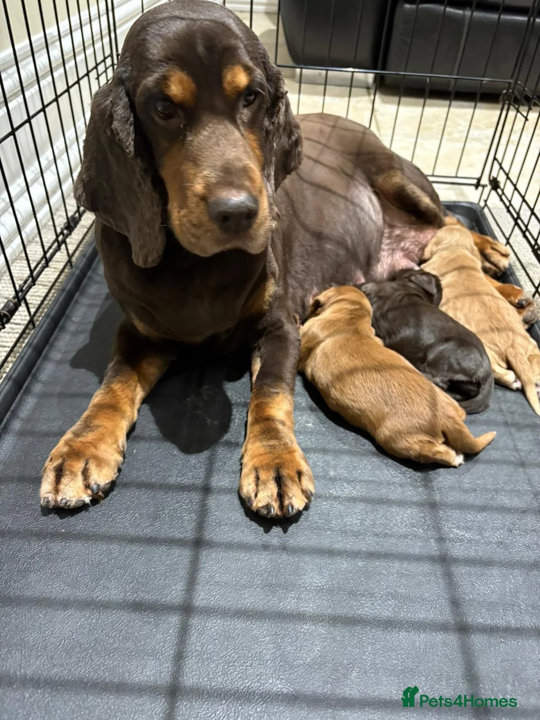 Cocker Spaniel dogs for sale: Beautiful Cocker Spaniel Puppies  - Advert 3