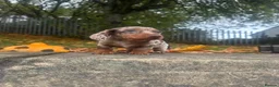 Miniature Dachshund dogs for sale: Miniature Dachshund  - Advert 8