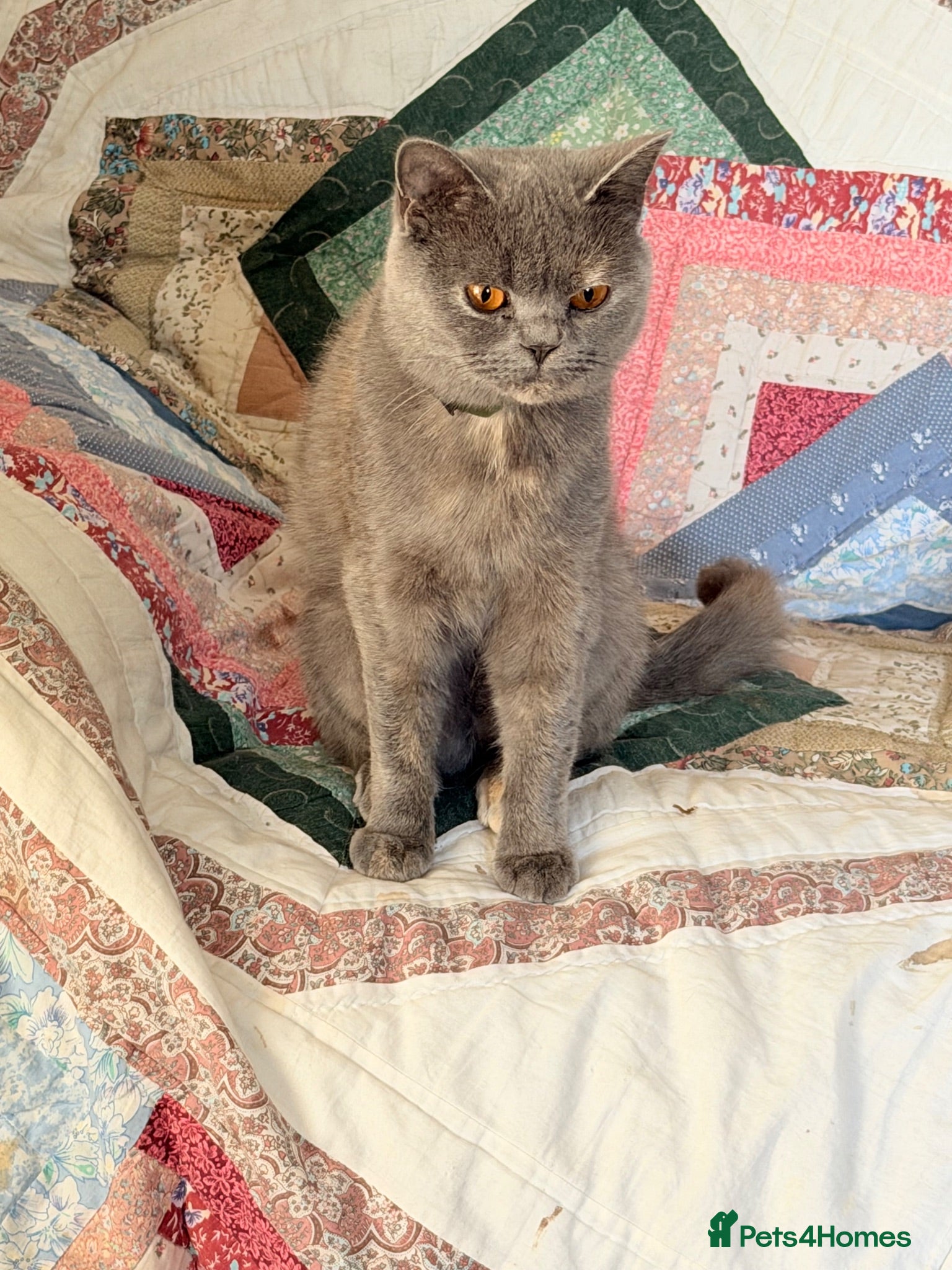 British Shorthair cats blue and cream bicolour british shorthair - Advert 2