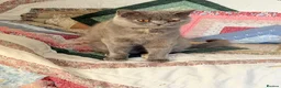 British Shorthair cats for sale: blue and cream bicolour british shorthair in Chard - Advert 1