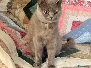 British Shorthair cats blue and cream bicolour british shorthair - Advert 2