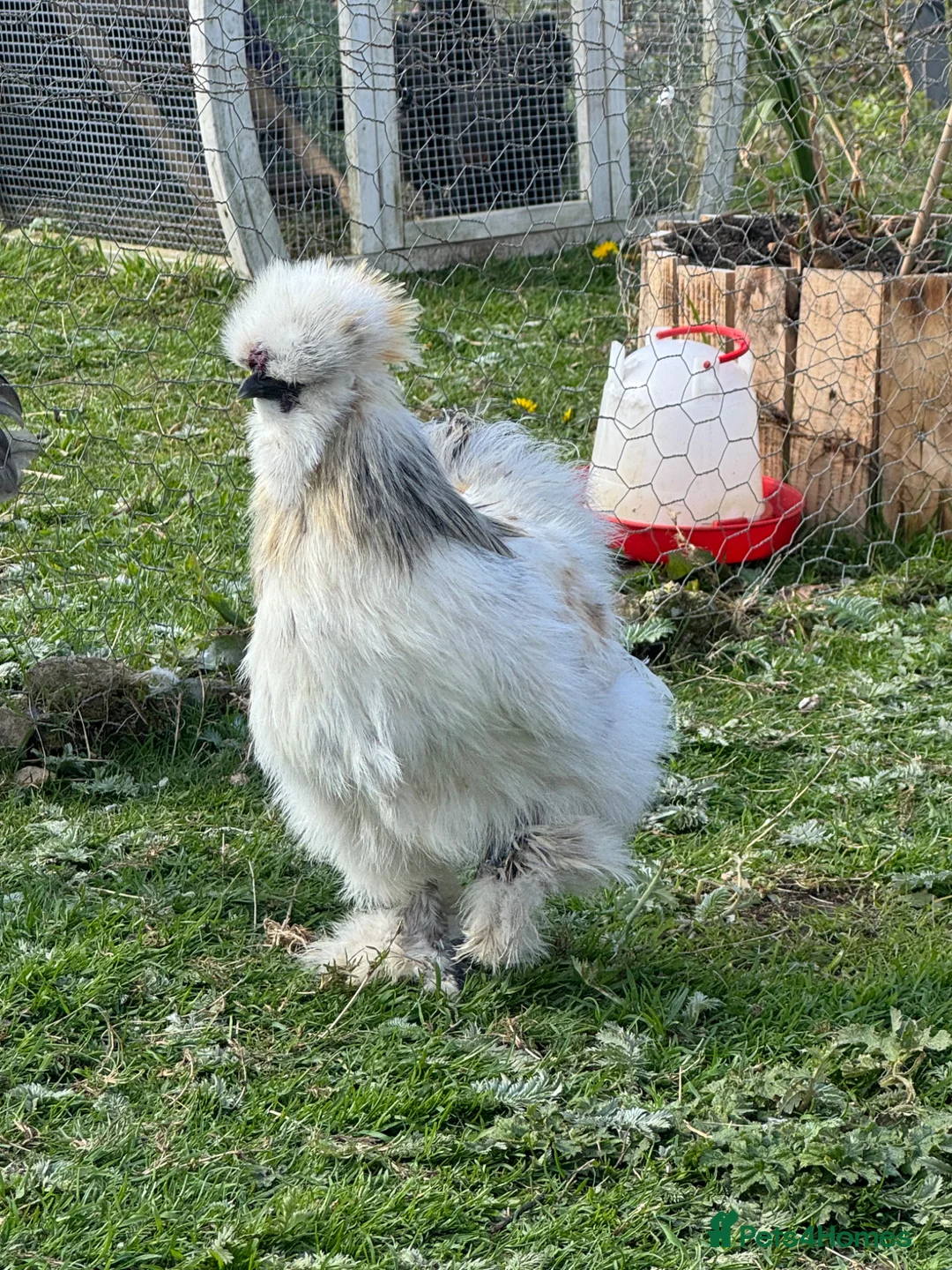 Chickens poultry for sale: Trio of unrelated silkies  in Penzance - Advert 2