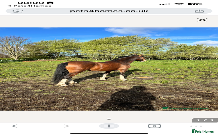 Welsh Section C horses - Advert 1