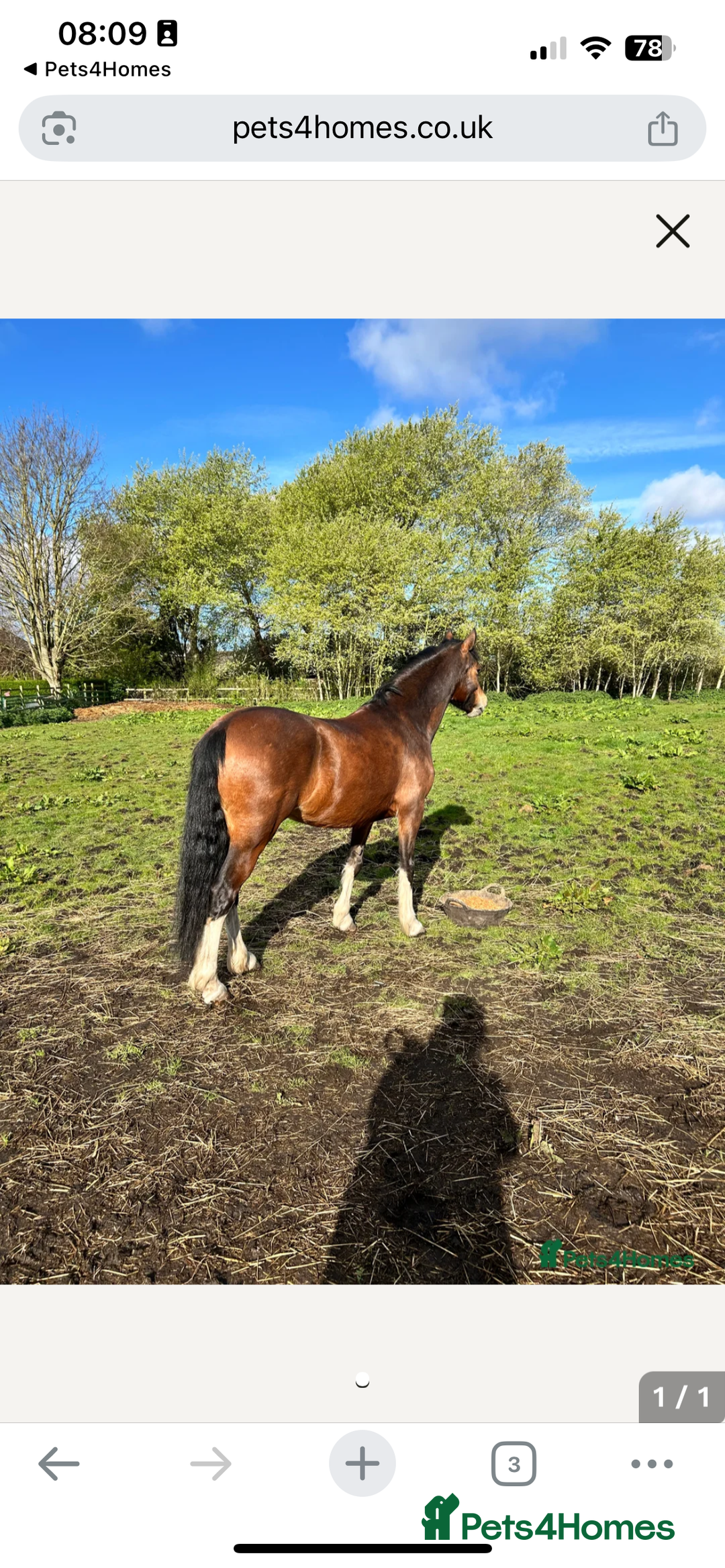 Welsh Section C horses for sale: Stunning Welsh pony  - Image 1