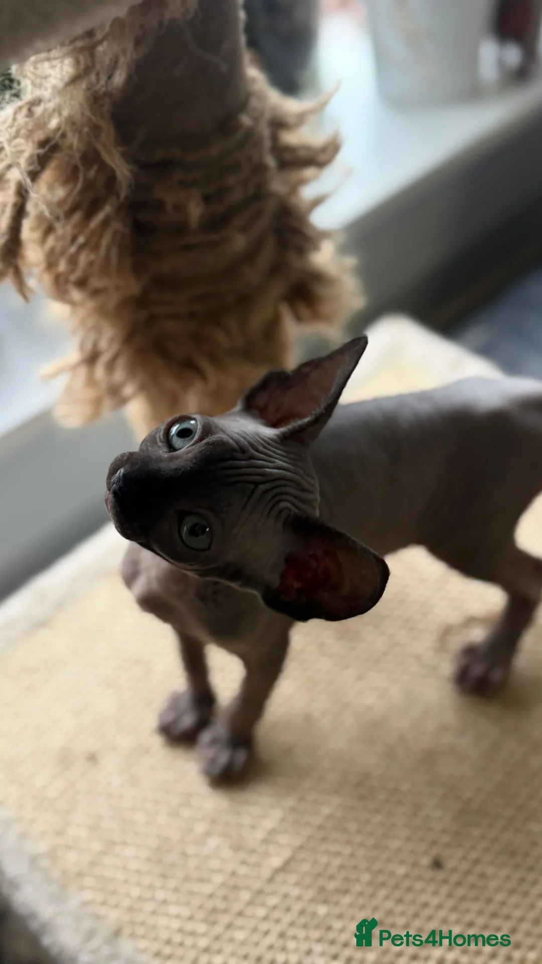 Sphynx cats for sale: 2 sphinx girls for a sale  - Advert 8