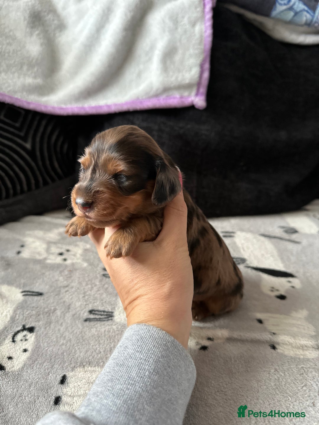 Miniature Dachshund dogs for sale: Miniature Dachounds  - Advert 20