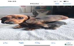Miniature Dachshund dogs for sale: Shaded red kc reg Miniature dachshund   - Image 7