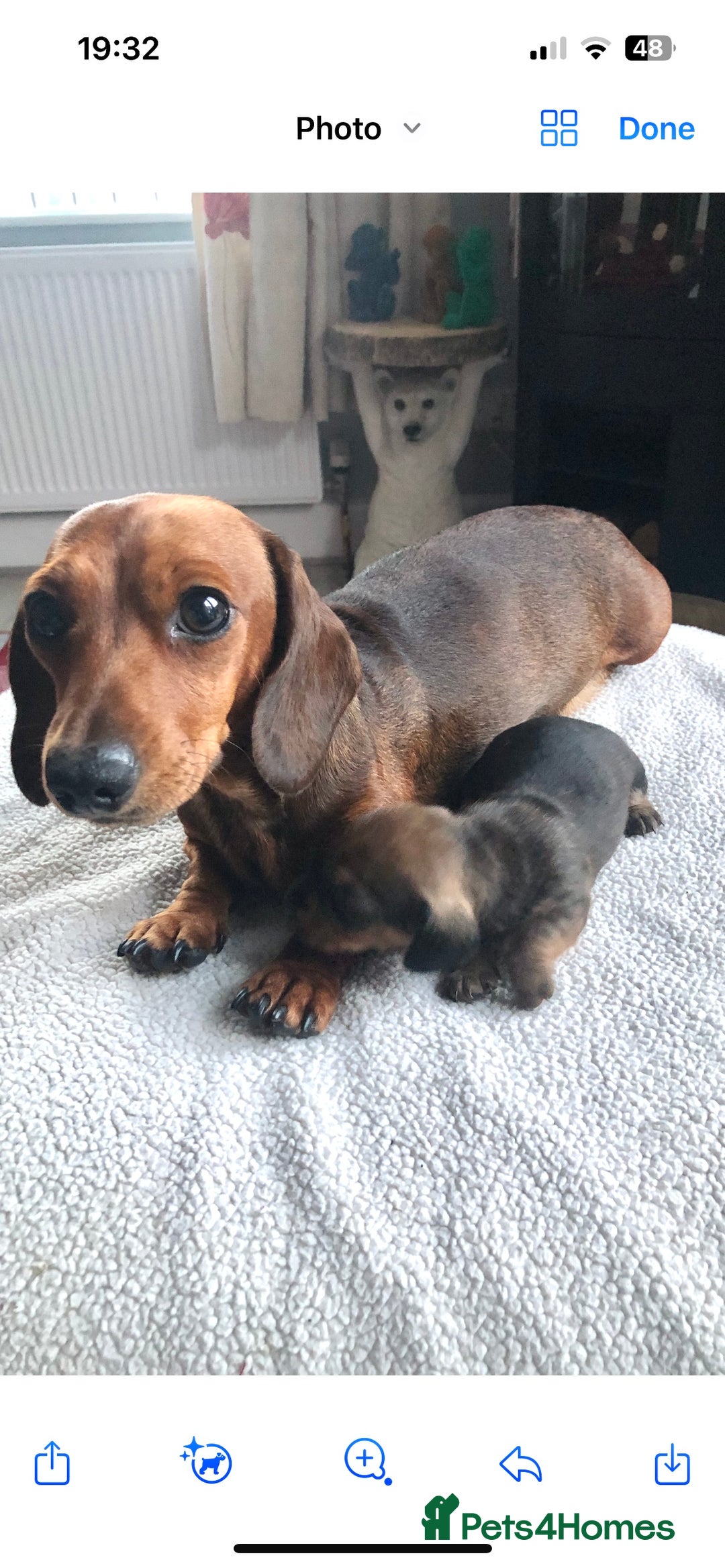 Miniature Dachshund dogs for sale: Shaded red kc reg Miniature dachshund   - Image 7