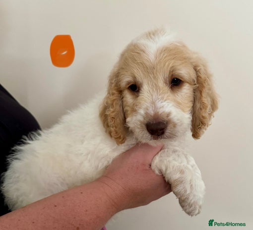 Cockapoo Scotland Cockapoo puppies for sale in Scotland | Pets4Homes