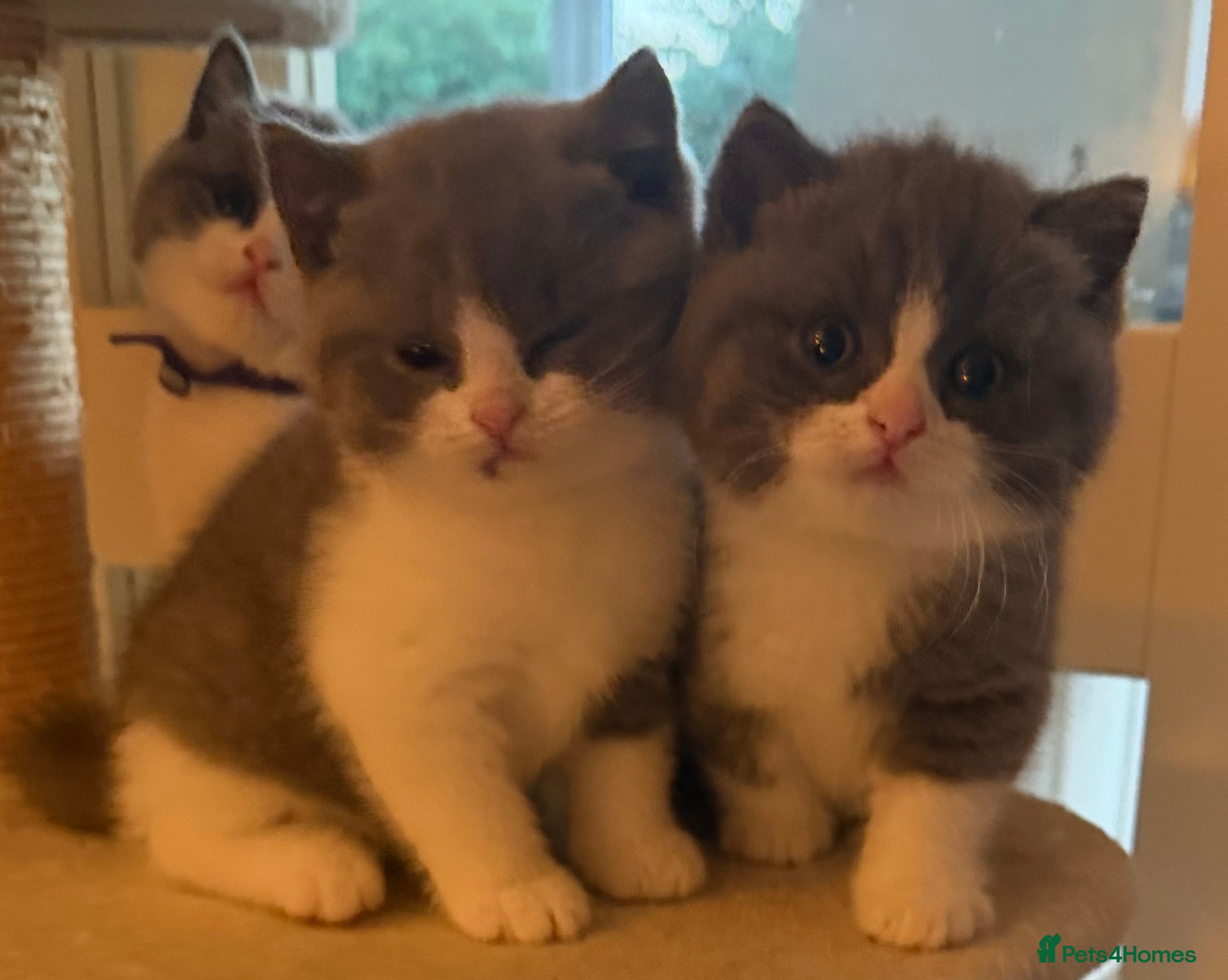 British Shorthair cats Bi Colour British Shorthair Kittens, Exc Pedigree  - Advert 2