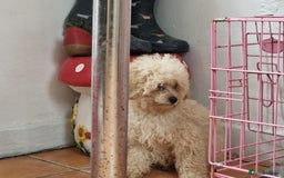 Cavapoo dogs for sale: Cavapoo  - Image 4