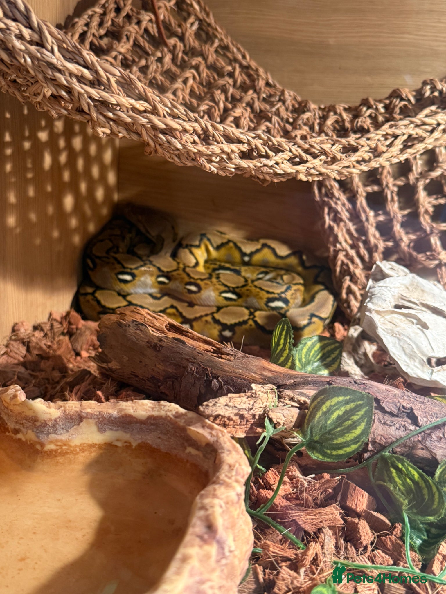 Python Snake reptiles Reticulated Python  - Advert 1