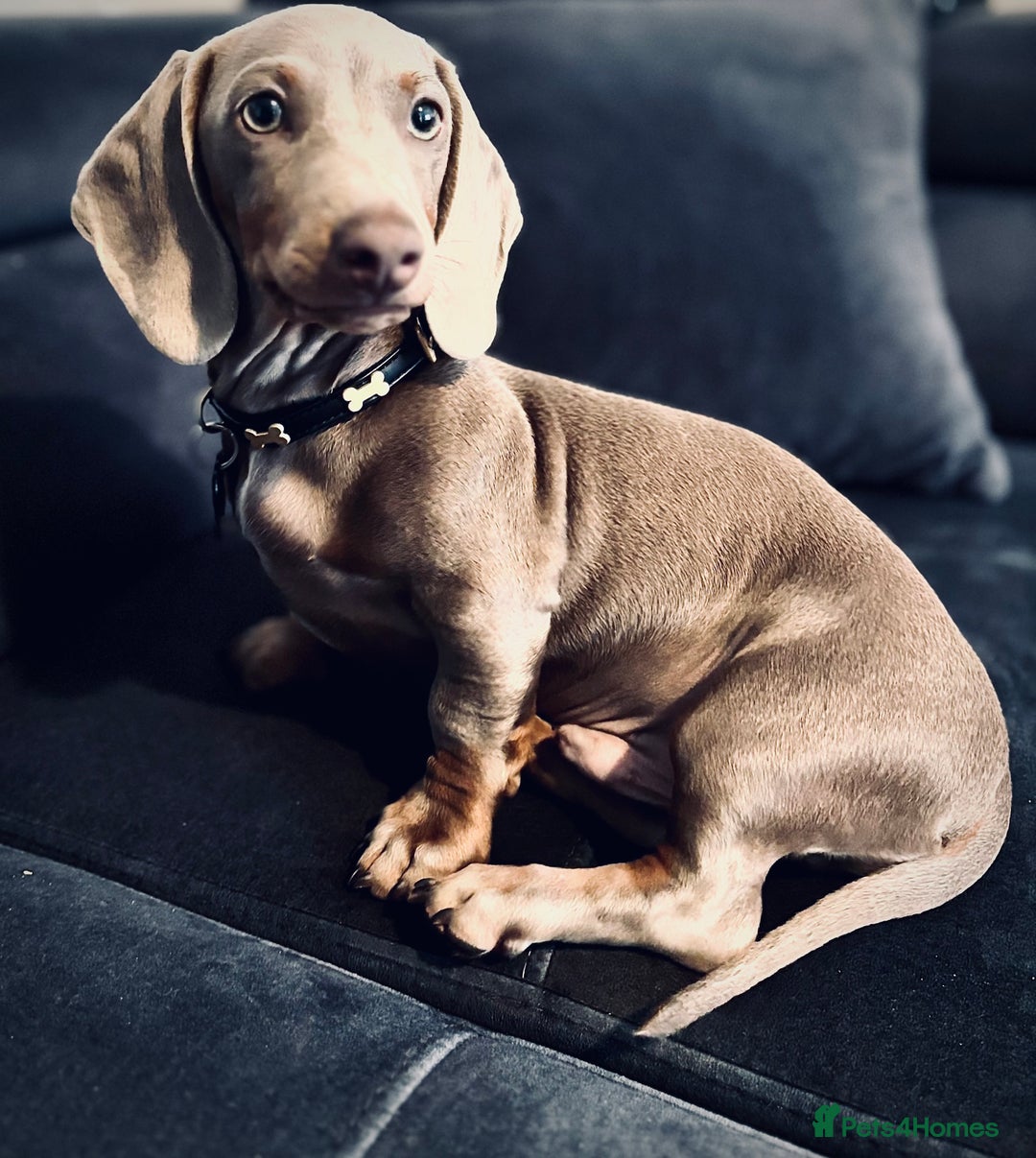 Dachshund dogs for sale: 5month male dachshund  - Image 4