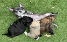 Mixed Breed dogs for sale: Beautiful Chi shi's puppies - Image 9