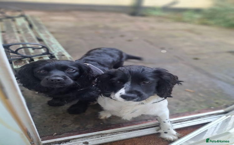 English Springer Spaniel dogs - Advert 1